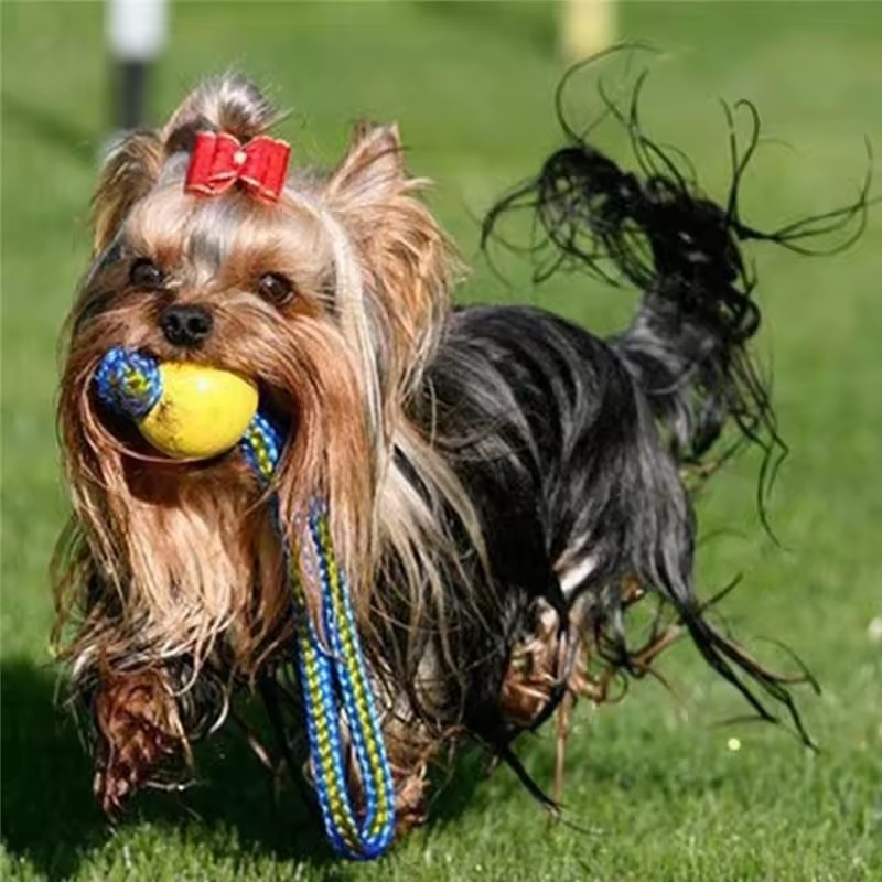 1pc Teeth Indestructible Bite  - Indestructible Dog Chew Toy 评论和价格